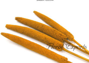 Babla Yellow - Dried Flowers Suppliers