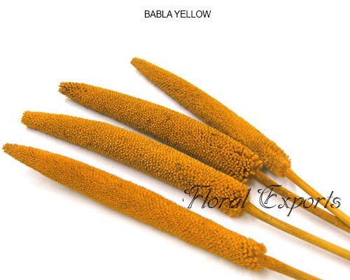 Babla Yellow - Dried Flowers Manufacturer