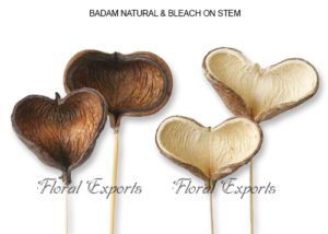 BADAM NATURAL & BLEACH ON STEM - Dried Flowers USA