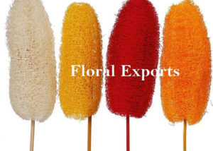 LUFFA COLOUR - Dry Flowers Manufacturer