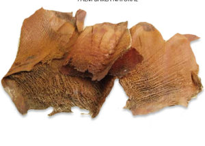 PALM BAKLA NATURAL - Dry Flowers Canada