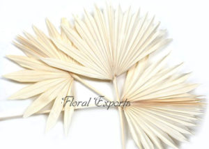 PALM SUNSPEAR BLEACH - Dry Floral Wholesale