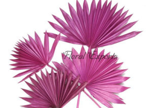 PALM SUNSPEAR PINK - Dry Floral Bulk Purchase