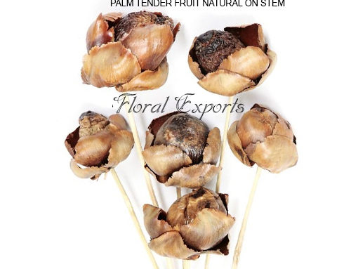 PALM TENDER FRUIT NATURAL ON STEM – Dry Floral Manufacturer