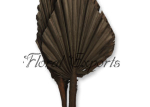 Palm Spear Black Indian Dried Flowers
