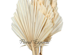 Palm Spear Bleach - Dried Flowers India