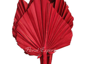Palm Spear Red - Dried Flowers Canada