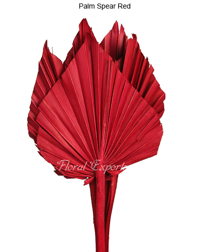 Palm Spear Red - Dried Flowers Canada