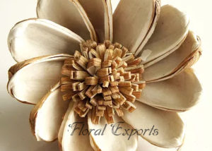 SOLA WINDMILL FLOWER