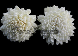 Sola Zinnia 4cm