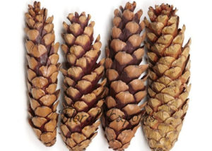STROBUS CONE LACQURE - Dried Flowers Purchase