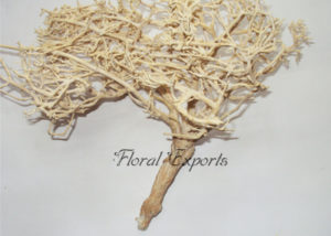 Dry Tree, White Bush - Wholesale Dried Flowers