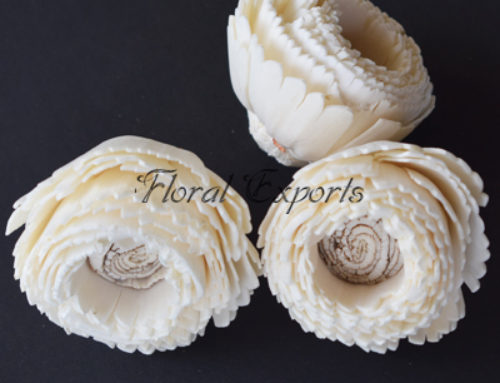 Shola Flowers Wholesale