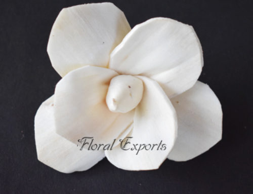 Shola Flowers Bulk Purchase