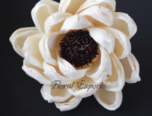 Shola Flowers Supplier