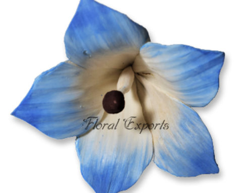 Sola Flowers Canada
