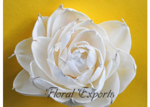 Sola Indian Pony Flower 10cm Sola Flowers - Bulk Purchase